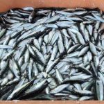 GNR apreende 2.7Ton. de sardinha por excesso de captura