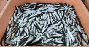 GNR apreende 2.7Ton. de sardinha por excesso de captura