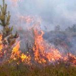 Queda no numero de Incêndios Florestais desde 2011