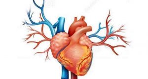 Frequência cardíaca elevada em repouso é fator de risco