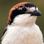 1 em cada 5 aves em risco de extinção na Europa