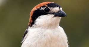 1 em cada 5 aves em risco de extinção na Europa