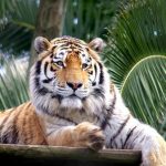 O Jardim Zoológico propõe presentes neste Natal