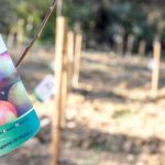 Pomar de Maçã Riscadinha no Espaço Fortuna