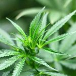 1.ª Conferência Nacional de Canábis Medicinal