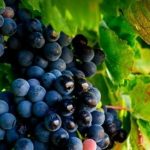 Cidade Europeia do Vinho 2023