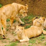 Jardim Zoológico apresenta as três crias de Leão