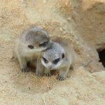 As crias da Arca de Noé no aniversário do Jardim Zoológico