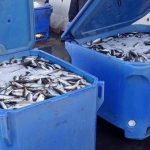 GNR apreende 900 kg de pescado por fuga à lota