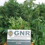 Detido quando regava a plantação de Canábis