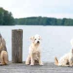 Procuram-se cuidadores de animais de estimação