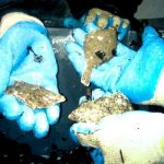 Estudo avalia nível do mercúrio no peixe e marisco