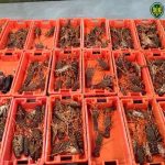 GNR apreende 138 quilos de lagosta em Sagres