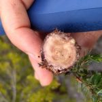 Efeito do aquecimento global na Serra da Estrela