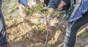 Palmela refloresta a área ardida em julho