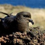 Estudo sobre o estado das Aves em Portugal