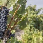 Convenção Europeia dos Territórios Vinhateiros