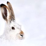 Estudo sobre a genética da lebre-de-cauda-branca