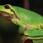 Semana da Biodiversidade 2023 em Lagoa