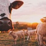 33.ª Feira Comercial e Agrícola de Poceirão