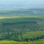 Cidades e vilas protestam contra os eucaliptos