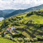 Proteger a vinha das alterações climáticas