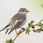 Caminhada de Observação de Aves em Lagoa