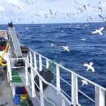 9M€ para reduzir a captura de megafauna marinha