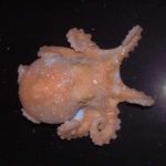 Estudo sobre o colapso da Antártida há 120 mil anos