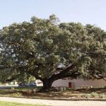 Azinheira de Alportel candidata a Árvore do Ano 2024