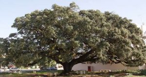 Azinheira de Alportel candidata a Árvore do Ano 2024