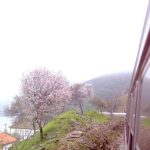 A Rota das Amendoeiras promove a coesão territorial