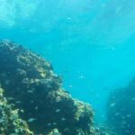 U. do Porto avalia impacto da mineração oceânica