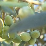 Congresso Nacional do Azeite em Valpaços em Maio