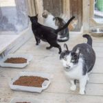 Palmela apoia as Associações de Proteção dos Animais