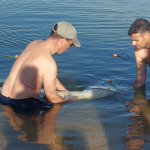 Tubarão devolvido ao mar em Santo André