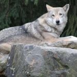 A Europa prepara-se para normalizar a caça aos lobos