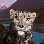 Corrida para impedir a construção de Barragens nos Himalaias