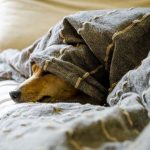 Um animal de estimação pode trazer benefícios para a saúde