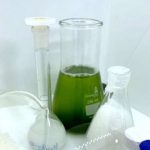 Projeto testa aplicação de microalgas para remover poluentes