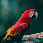 Cientistas revelam o mistério das cores dos papagaios