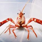 Um estudo da Faculdade de Ciências e Tecnologia da Universidade de Coimbra (FCTUC) concluiu que poucos índices biológicos usados na monitorização dos rios contemplam a análise das espécies exóticas e que a abundância de espécies exóticas está associada à degradação dos rios, tendo um efeito significativo na abundância e presença das espécies nativas.