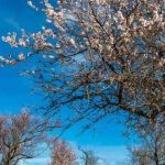 A edição 2025 da Rota das Amendoeiras anuncia novidades