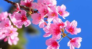 Rota das Cerejeiras em Flor da CP por paisagens deslumbrantes