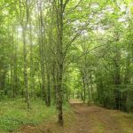 O impacto oculto das atividades humanas na natureza